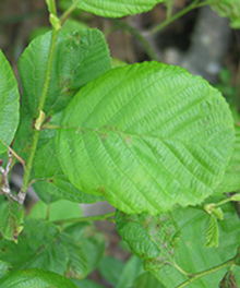 Full sized leaves