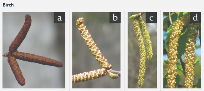 Birch flowers