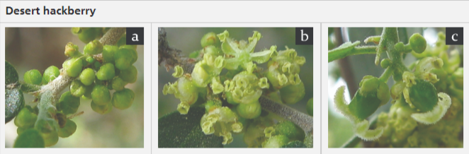 Desert hackberry flowers