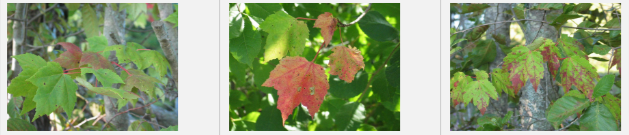 Colored leaves