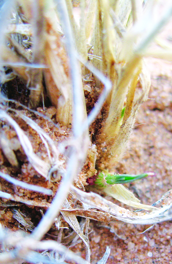 New growth on grass