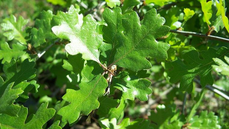 Valley oak leaves