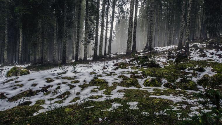 Snow melting in forest