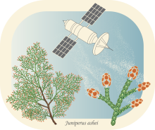 PollenCAST campaign virtual badge with juniper and satellite